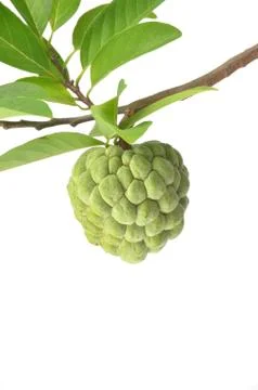 Custard apple isolated Stock-Fotos