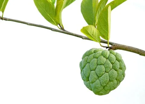Custard apple isolated Stock Photos