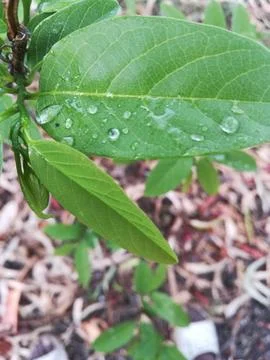 The custard apple leaf Stock Photos