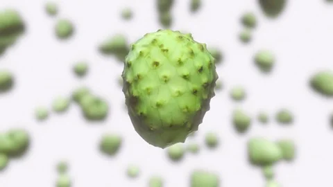 Custard Apple Looping Rotation with Out of Focus Background Stock Footage 72299607