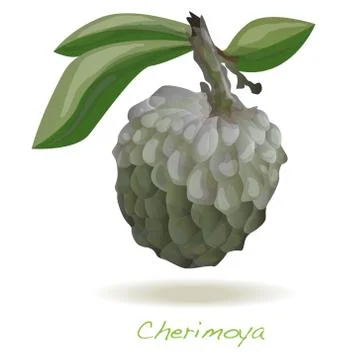 Custard apple or cherimoya vector Stock Illustration