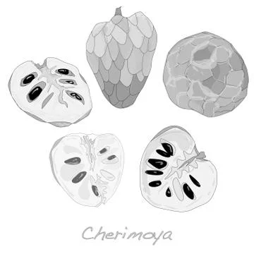 Custard apple or cherimoya vector Stock Illustration