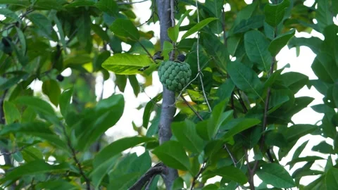 Custard apple or sugar apple fruit ripen on tree branch. Stock Footage 258847201