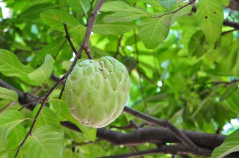 Custard apple Stock Photos