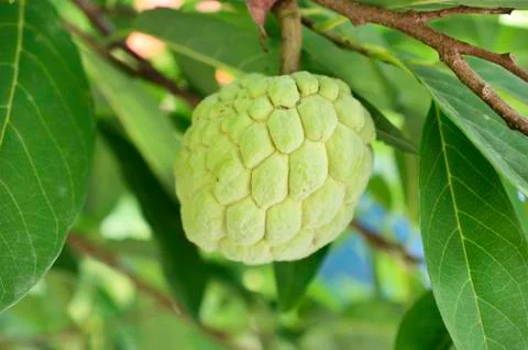 Custard apple Stock Photos