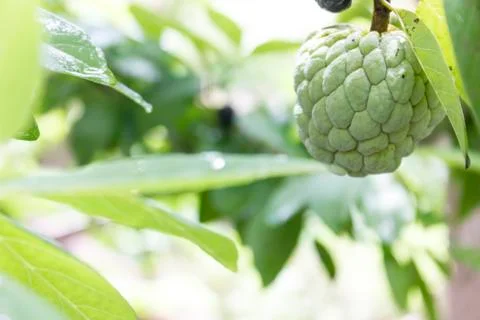 Custard apple Stock Photos