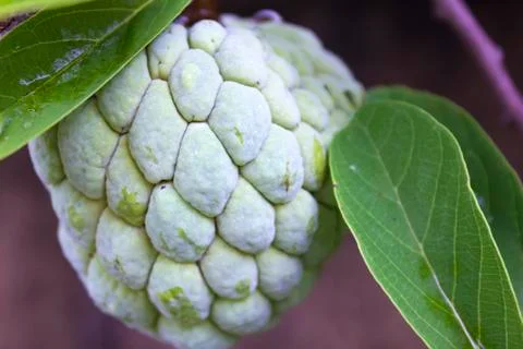 Custard apple Stock Photos