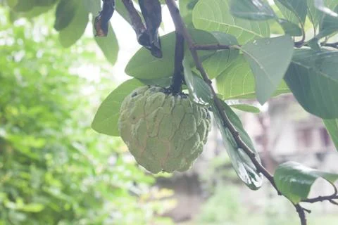 Custard apple Foto stock