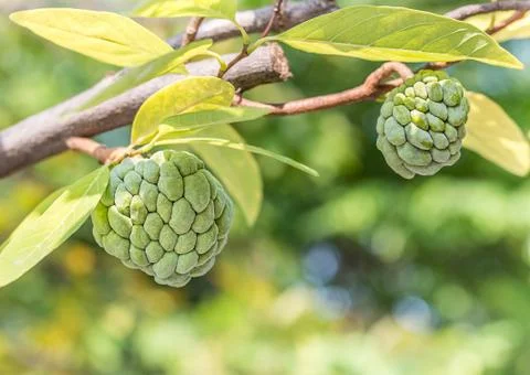 Custard apple Stock Photos