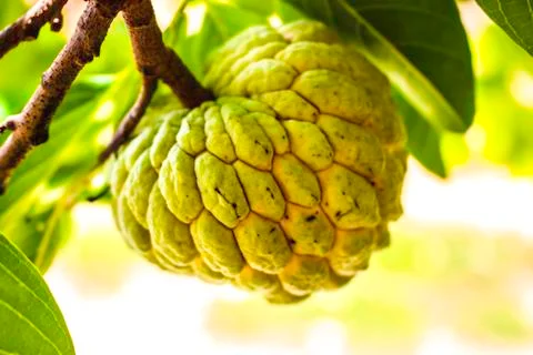 Custard apple Stock Photos