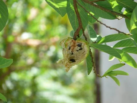 Custard apple 库存照片