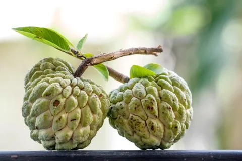 Custard apple Stock Photos
