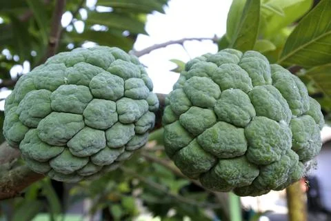 Custard apple Stock Photos