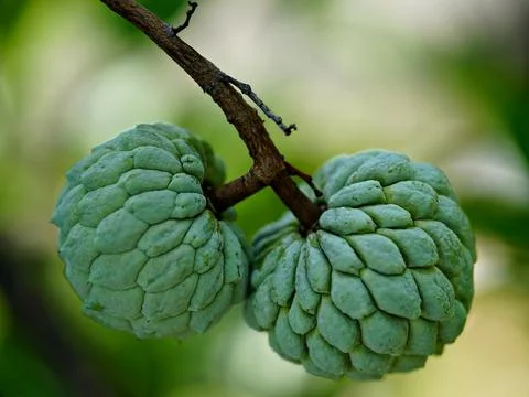 Custard apple Stock Photos