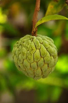 Custard Apple Stock Photos