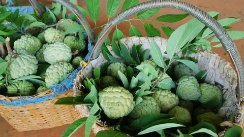 Custard apple is a popular Thai fruit in Thailand. Video stock 70573853
