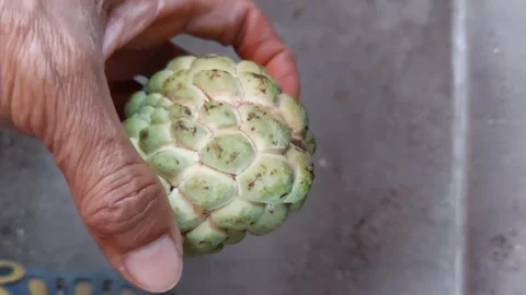 Custard apple show Stockbeeldmateriaal 264937417