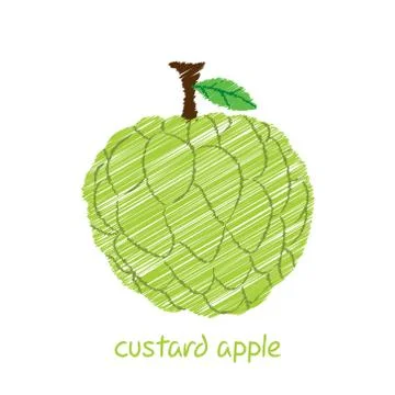 Custard apple, sketch design vector Stock Illustration