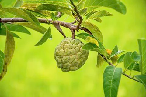 Custard apple on a tree The background in paddy fields. Stock Photos