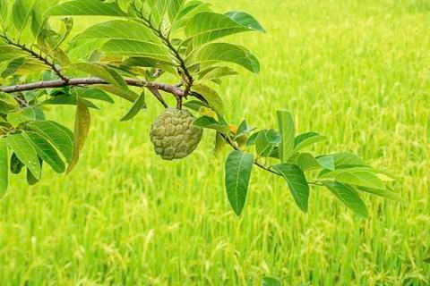 Custard apple on a tree The background in paddy fields. Stock Photos
