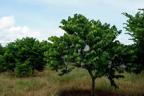 Custard apple tree in farm Stock Photos