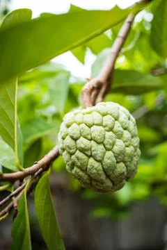 Custard apple on tree Stock Photos