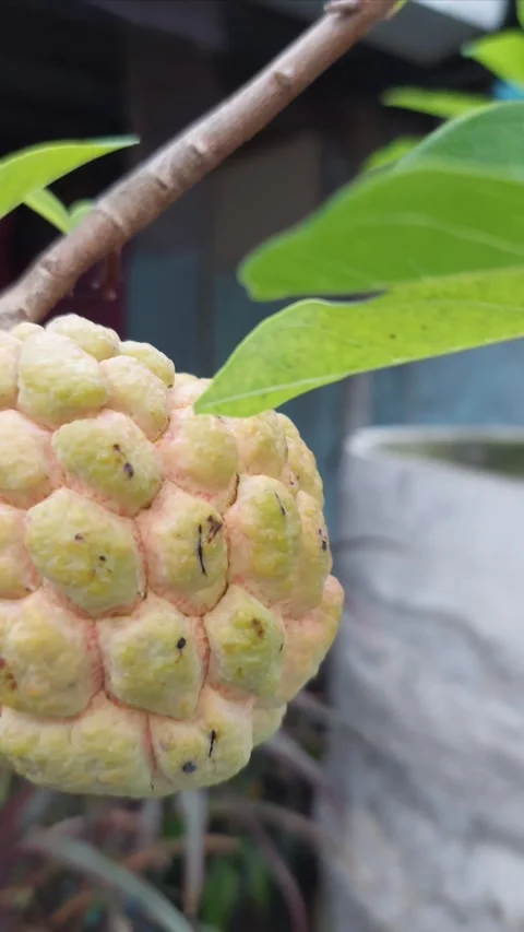 Custard apple under the sun Stock Footage 290488320