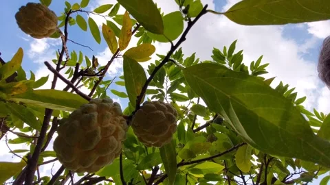 Custard apple under the sun Stock Footage 292383753