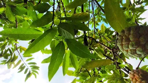 Custard apple under the sun1 Stockbeeldmateriaal 292390088