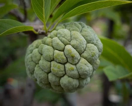 Custard apple unripe fruit tree branch green leaves, Annona squamosa sugar apple Stock Photos
