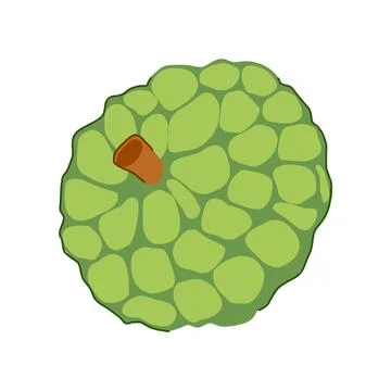 Custard apple vector drawing illustrating fresh tropical fruit Stock Illustration