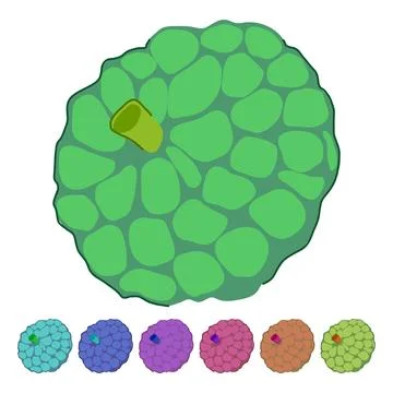Custard apple vector drawing illustrating fresh tropical fruit graphic Stock Illustration