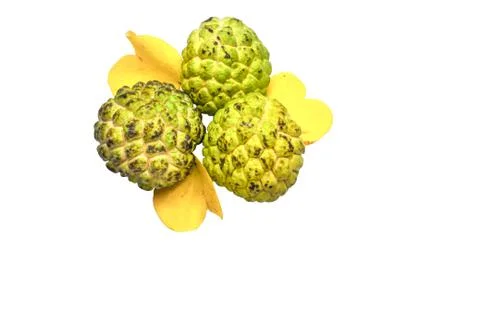 Custard apple on white background Stock Photos