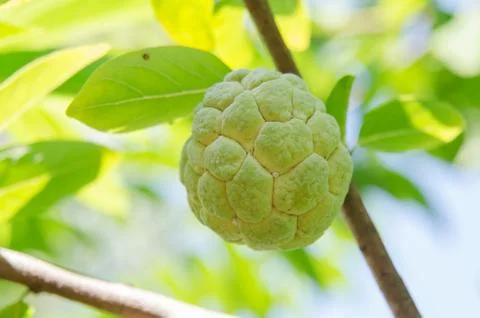 Custard apples fruit Stock Photos