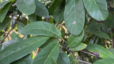 Custard Apples Growing on Tree | Sitaphal Fruits on Branch Close-Up Видео 318663125