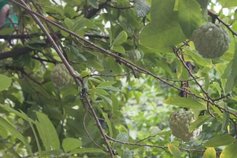 Custard Stock Photos