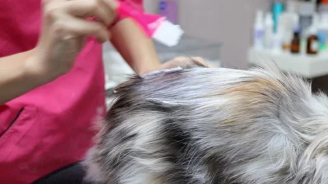 Custom look for you cat by pro groomer Stock Footage 170537935