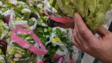 Customer chooses packaged lettuce salad in supermarket. Male hand holding green Stockbeeldmateriaal 288094645