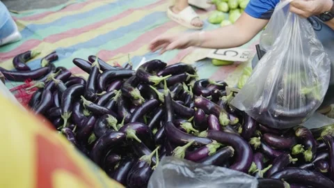 Customer Choosing Fresh Eggplants and Placing Them in a Plastic Bag Stock Footage 341535199