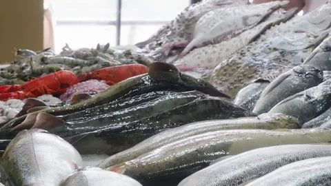 Customer doing payment for fresh fish at supermarket Stock Footage 247544700