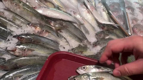 Customer Lifting and Inspecting Fresh Mackerel at Seafood Counter Видео 345725253