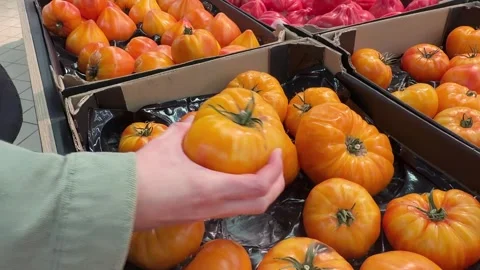 Customer Picking Yellow Heirloom Tomatoes at Market Stock Footage 345932006