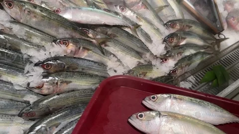 Customer Selecting Fresh Mackerel at Supermarket Seafood Counter Видео 345716009