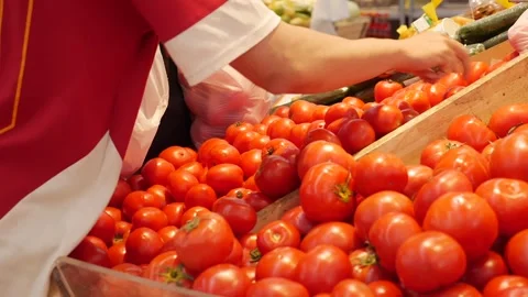 A customer selects ripe tomatoes, inspecting each one before placing it into a Stock Footage 311749353