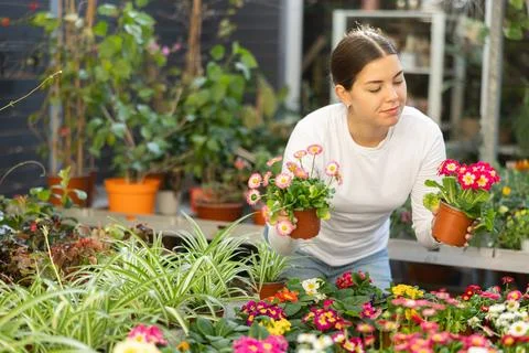 Customer is thinking about which flower to buy - daisy or primrose Stock Photos