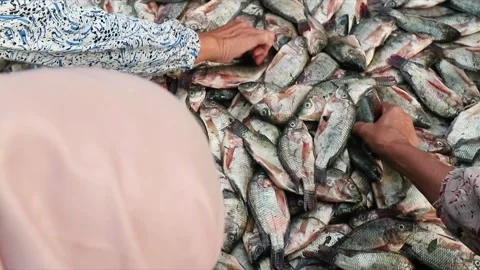 A customers Hand picking fish from a seafood market stall Stock Footage 303340256