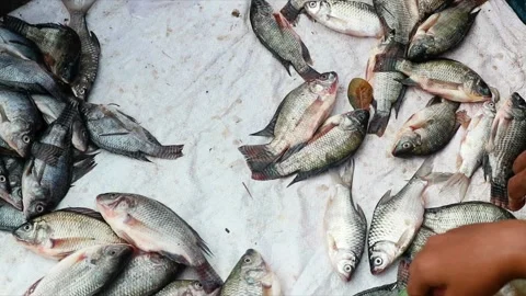 A customers Hand picking fish from a seafood market stall Stock Footage 303340282