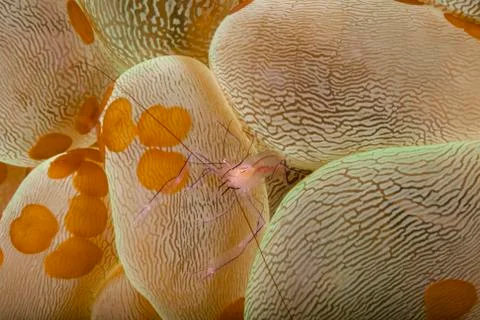 Customized partner Stock Photos