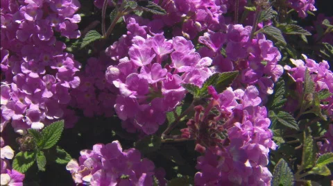 CUStreptocarpusFlowers Stock Footage 446734
