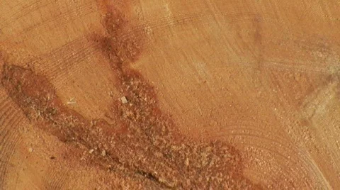 Cut of 300 years old pine tree in Finnish Lapland (part B)  Stock Footage 137961